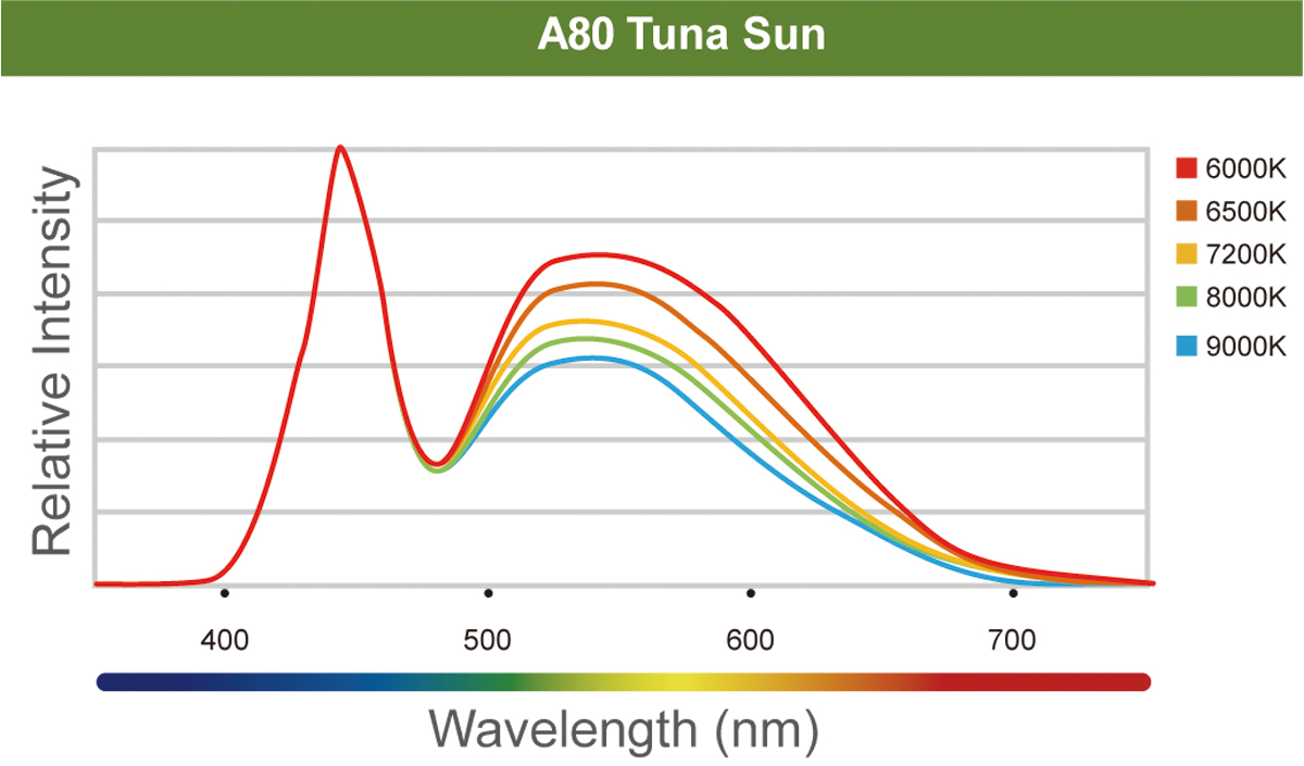 LED A80 Tuna Sun